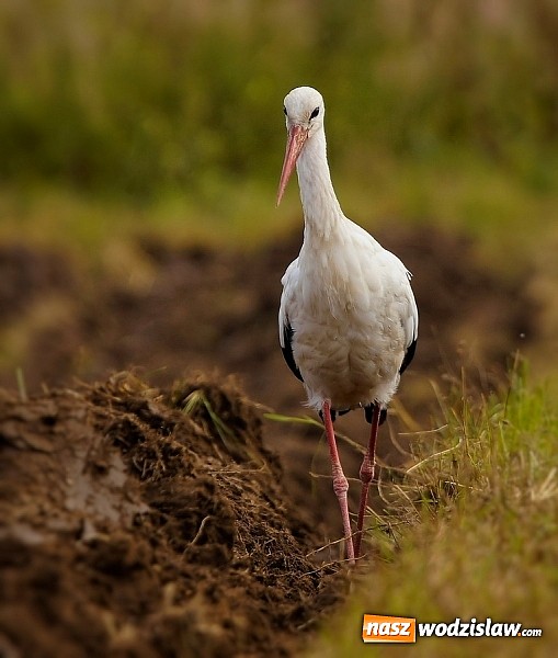 Zdjęcie w galerii na portalu naszwodzislaw.com: Ptaki Naszego Regionu wiadomości z regionu