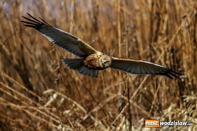 Zdjęcie w galerii na portalu naszwodzislaw.com: Ptaki Naszego Regionu wiadomości z regionu