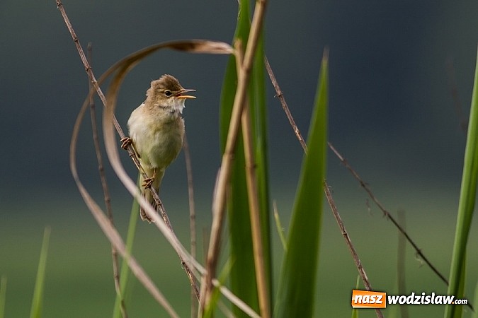 Zdjęcie w galerii na portalu naszwodzislaw.com: Ptaki Naszego Regionu wiadomości z regionu