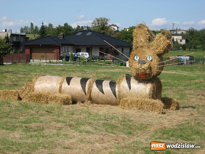Zdjęcie w galerii na portalu naszwodzislaw.com: Jak maszyny w polu zawiodą, to gospodynie chętnie pomogą! wiadomości z regionu