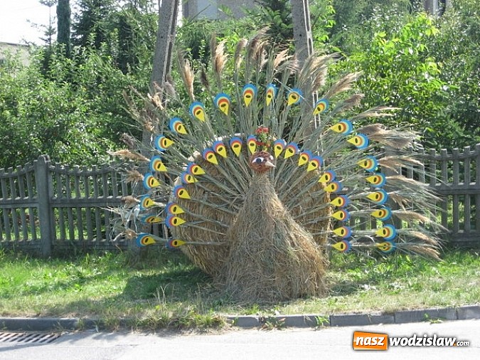 Zdjęcie w galerii na portalu naszwodzislaw.com: Jak maszyny w polu zawiodą, to gospodynie chętnie pomogą! wiadomości z regionu