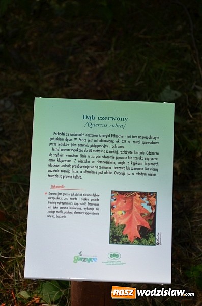 Zdjęcie w galerii na portalu naszwodzislaw.com: Ścieżka przyrodniczo - edukacyjna w Czyżowicach wiadomości z regionu