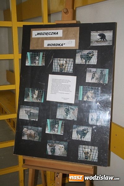 Zdjęcie w galerii na portalu naszwodzislaw.com: Wdzięczna mordka, czyli pomagamy zwierzakom z przytuliska wiadomości z regionu