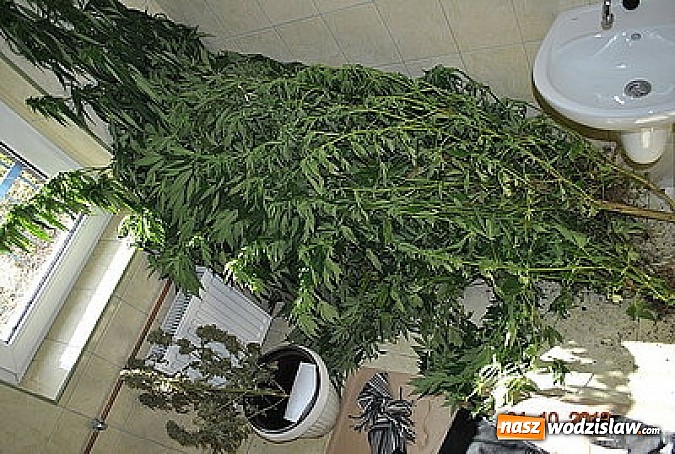 Zdjęcie w galerii na portalu naszwodzislaw.com: W domu w Godowie uprawiał konopie indyjskie wiadomości z regionu