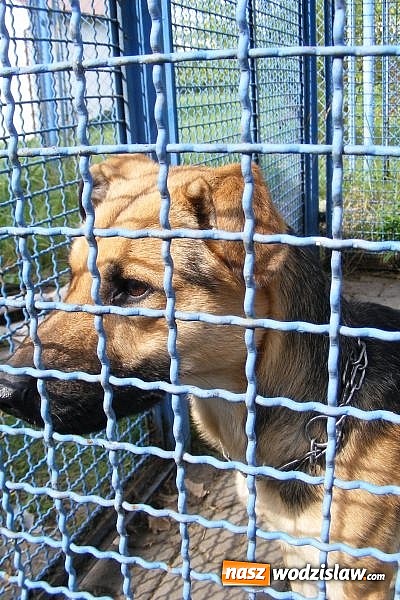 Zdjęcie w galerii na portalu naszwodzislaw.com: Okaż serce, przygarnij pieska wiadomości z regionu