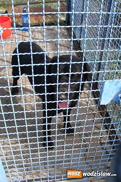 Zdjęcie w galerii na portalu naszwodzislaw.com: Okaż serce, przygarnij pieska wiadomości z regionu