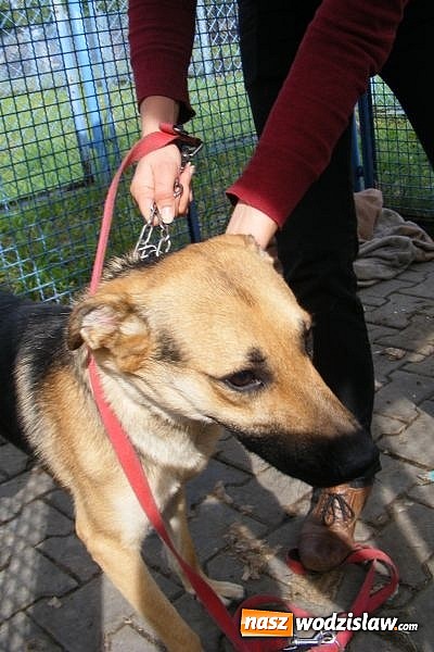 Zdjęcie w galerii na portalu naszwodzislaw.com: Okaż serce, przygarnij pieska wiadomości z regionu