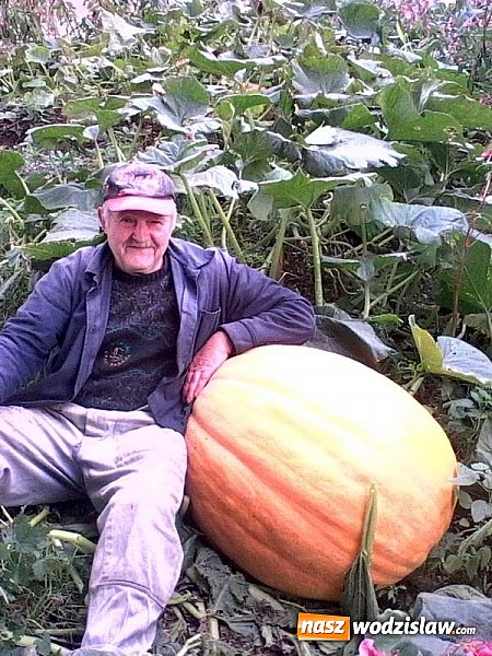 Zdjęcie w galerii na portalu naszwodzislaw.com: Wyhodował dynię giganta wiadomości z regionu