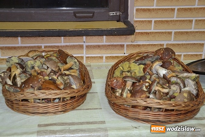 Zdjęcie w galerii na portalu naszwodzislaw.com: Raport dla grzybiarzy z rudzkich lasów wiadomości z regionu