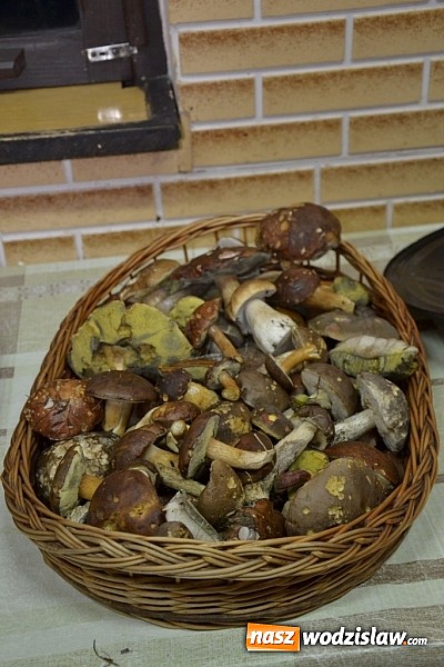 Zdjęcie w galerii na portalu naszwodzislaw.com: Raport dla grzybiarzy z rudzkich lasów wiadomości z regionu