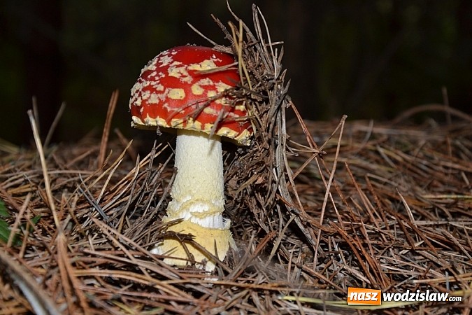 Zdjęcie w galerii na portalu naszwodzislaw.com: Raport dla grzybiarzy z rudzkich lasów wiadomości z regionu