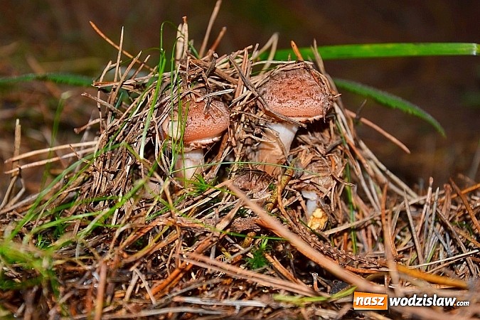 Zdjęcie w galerii na portalu naszwodzislaw.com: Raport dla grzybiarzy z rudzkich lasów wiadomości z regionu