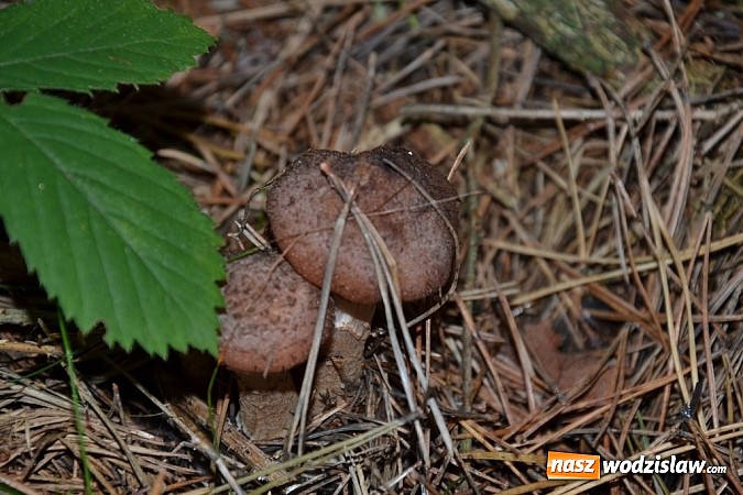 Zdjęcie w galerii na portalu naszwodzislaw.com: Raport dla grzybiarzy z rudzkich lasów wiadomości z regionu