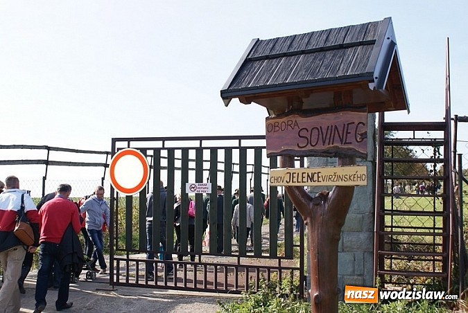 Zdjęcie w galerii na portalu naszwodzislaw.com: Polowanie na granicy, czyli pokaz kunsztu polskich i czeskich myśliwych wiadomości z regionu