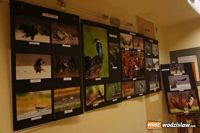 Zdjęcie w galerii na portalu naszwodzislaw.com: Ptaki naszego regionu w Godowie wiadomości z regionu