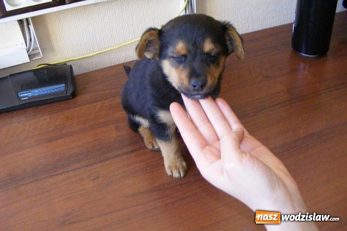 Zdjęcie w galerii na portalu naszwodzislaw.com: Okaż serce! Przygarnij psiaka wiadomości z regionu