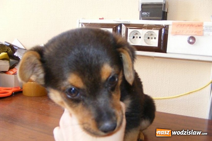 Zdjęcie w galerii na portalu naszwodzislaw.com: Okaż serce! Przygarnij psiaka wiadomości z regionu