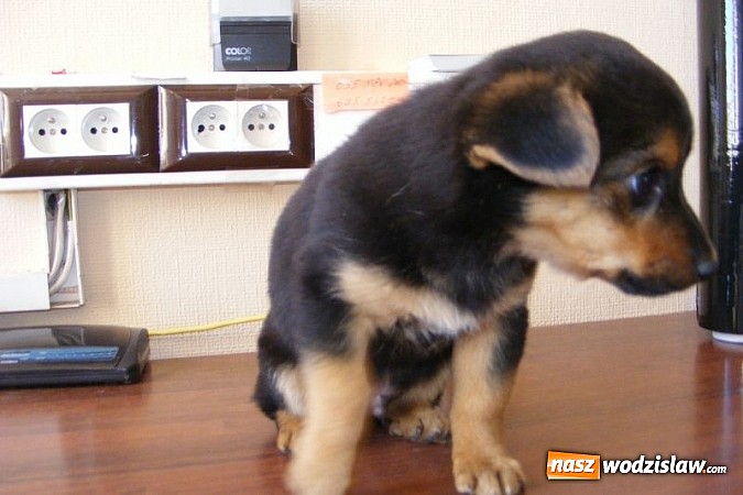 Zdjęcie w galerii na portalu naszwodzislaw.com: Okaż serce! Przygarnij psiaka wiadomości z regionu