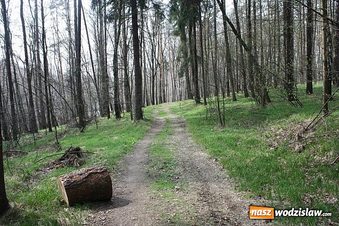 Zdjęcie w galerii na portalu naszwodzislaw.com: Będą nowe trasy rowerowe wiadomości z regionu
