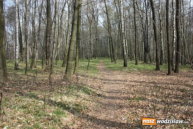 Zdjęcie w galerii na portalu naszwodzislaw.com: Będą nowe trasy rowerowe wiadomości z regionu