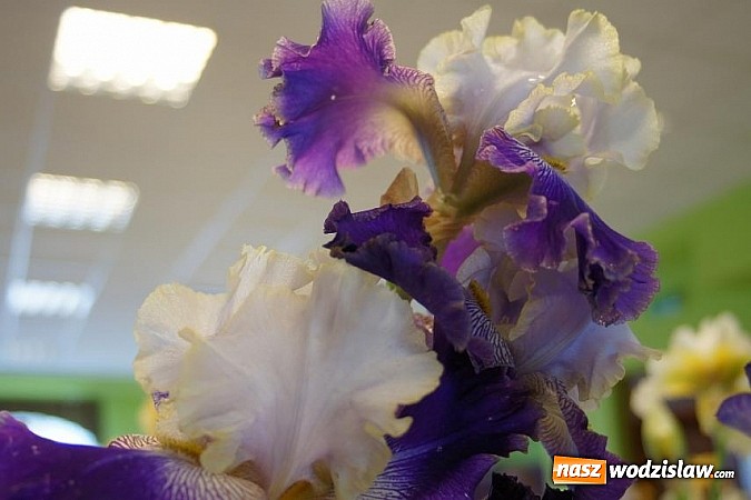 Zdjęcie w galerii na portalu naszwodzislaw.com: Barwnie i kolorowo na wystawie w Połomi wiadomości z regionu