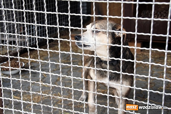Zdjęcie w galerii na portalu naszwodzislaw.com: Co robić z naszymi pupilami, kiedy wyjeżdżamy na wakacje? wiadomości z regionu