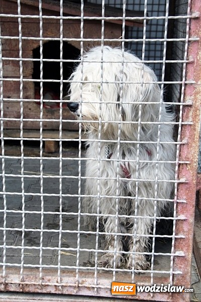 Zdjęcie w galerii na portalu naszwodzislaw.com: Co robić z naszymi pupilami, kiedy wyjeżdżamy na wakacje? wiadomości z regionu