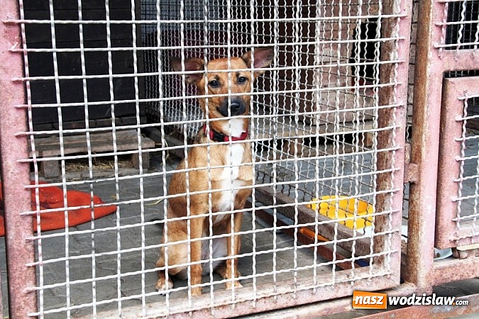 Zdjęcie w galerii na portalu naszwodzislaw.com: Co robić z naszymi pupilami, kiedy wyjeżdżamy na wakacje? wiadomości z regionu