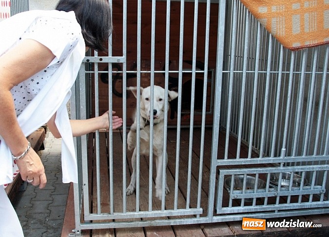 Zdjęcie w galerii na portalu naszwodzislaw.com: Co robić z naszymi pupilami, kiedy wyjeżdżamy na wakacje? wiadomości z regionu