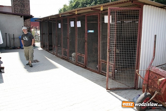 Zdjęcie w galerii na portalu naszwodzislaw.com: Co robić z naszymi pupilami, kiedy wyjeżdżamy na wakacje? wiadomości z regionu