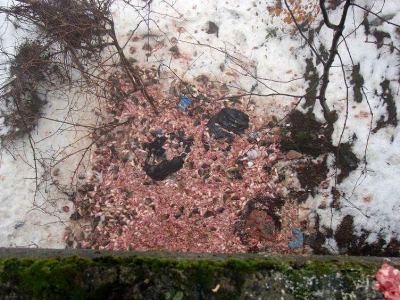 Zdjęcie w galerii na portalu naszwodzislaw.com: Odpady z ryb lądowały w lesie! wiadomości z regionu