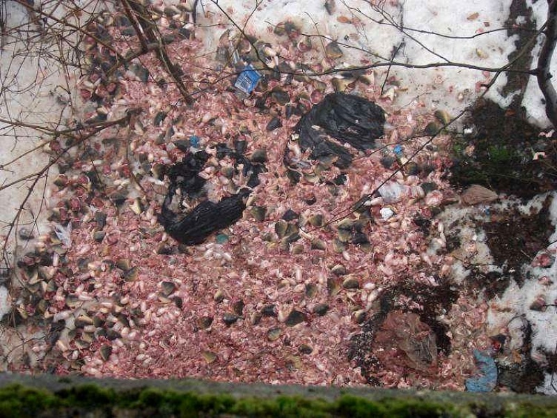 Zdjęcie w galerii na portalu naszwodzislaw.com: Odpady z ryb lądowały w lesie! wiadomości z regionu