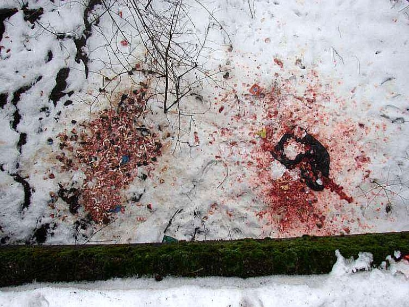 Zdjęcie w galerii na portalu naszwodzislaw.com: Odpady z ryb lądowały w lesie! wiadomości z regionu