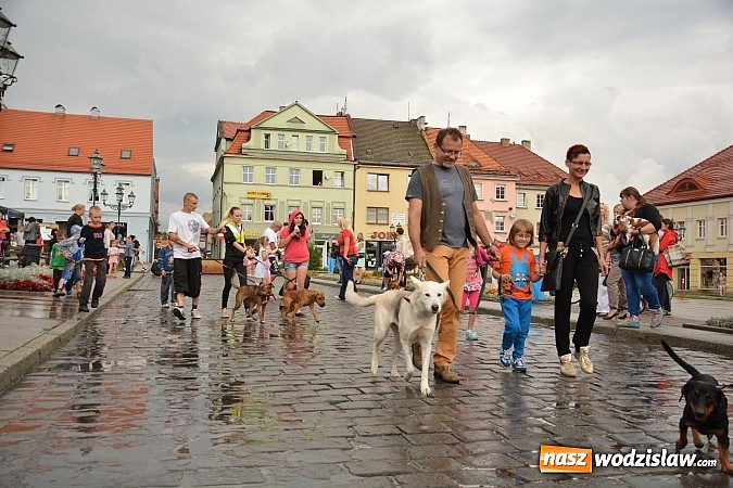 Zdjęcie w galerii na portalu naszwodzislaw.com: Zwierzęta przez kilka godzin rządziły na wodzisławskim rynku wiadomości z regionu