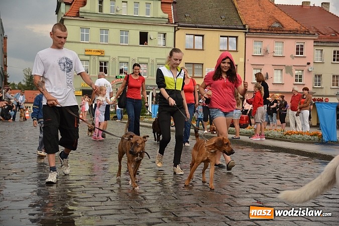 Zdjęcie w galerii na portalu naszwodzislaw.com: Zwierzęta przez kilka godzin rządziły na wodzisławskim rynku wiadomości z regionu