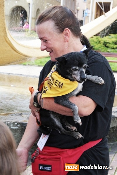 Zdjęcie w galerii na portalu naszwodzislaw.com: Zwierzęta przez kilka godzin rządziły na wodzisławskim rynku wiadomości z regionu