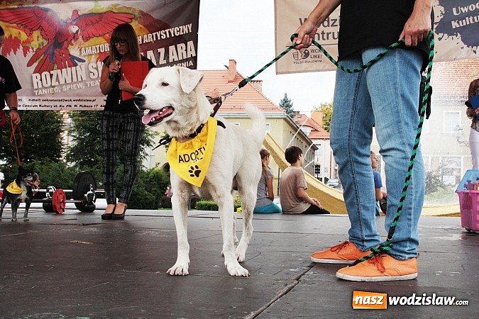 Zdjęcie w galerii na portalu naszwodzislaw.com: Zwierzęta przez kilka godzin rządziły na wodzisławskim rynku wiadomości z regionu