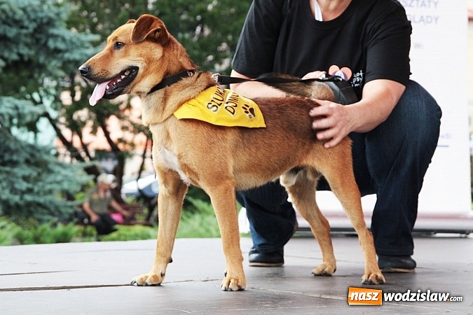 Zdjęcie w galerii na portalu naszwodzislaw.com: Zwierzęta przez kilka godzin rządziły na wodzisławskim rynku wiadomości z regionu