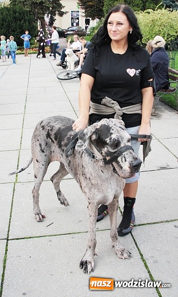 Zdjęcie w galerii na portalu naszwodzislaw.com: Zwierzęta przez kilka godzin rządziły na wodzisławskim rynku wiadomości z regionu