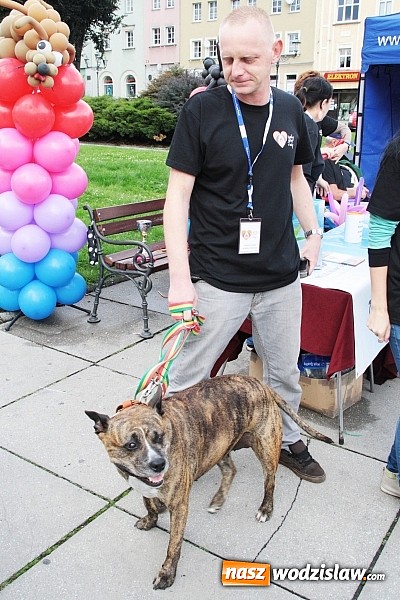 Zdjęcie w galerii na portalu naszwodzislaw.com: Zwierzęta przez kilka godzin rządziły na wodzisławskim rynku wiadomości z regionu