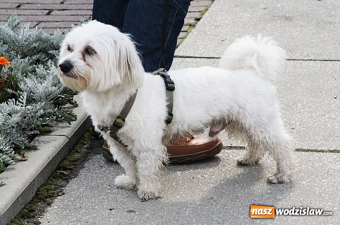 Zdjęcie w galerii na portalu naszwodzislaw.com: Zwierzęta przez kilka godzin rządziły na wodzisławskim rynku wiadomości z regionu