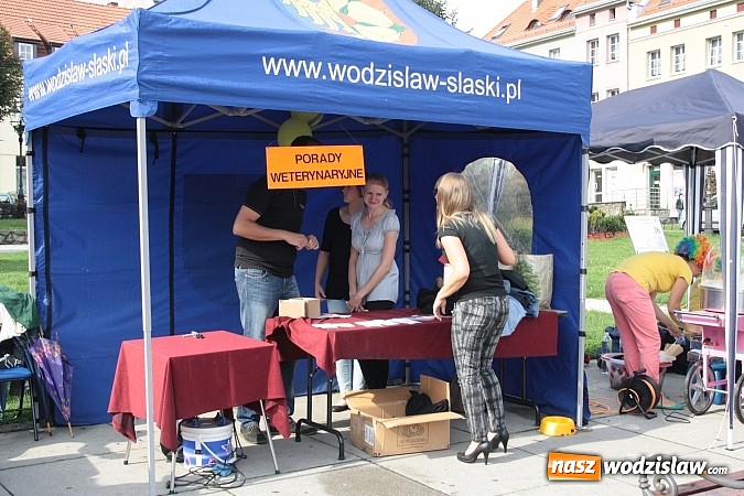 Zdjęcie w galerii na portalu naszwodzislaw.com: Zwierzęta przez kilka godzin rządziły na wodzisławskim rynku wiadomości z regionu