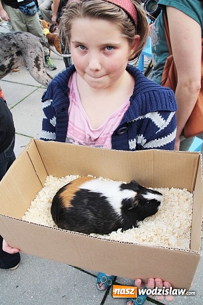 Zdjęcie w galerii na portalu naszwodzislaw.com: Zwierzęta przez kilka godzin rządziły na wodzisławskim rynku wiadomości z regionu
