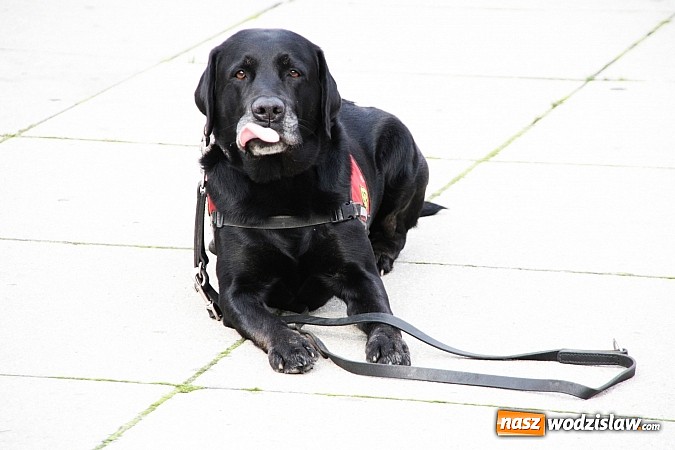 Zdjęcie w galerii na portalu naszwodzislaw.com: Zwierzęta przez kilka godzin rządziły na wodzisławskim rynku wiadomości z regionu