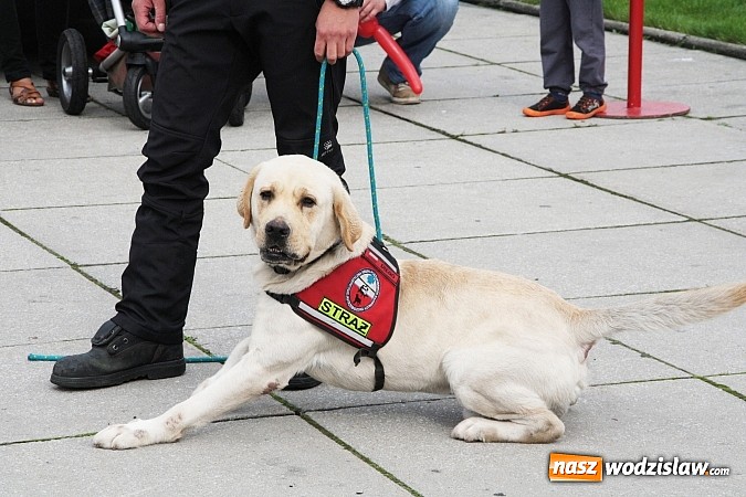 Zdjęcie w galerii na portalu naszwodzislaw.com: Zwierzęta przez kilka godzin rządziły na wodzisławskim rynku wiadomości z regionu
