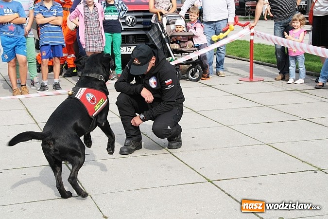 Zdjęcie w galerii na portalu naszwodzislaw.com: Zwierzęta przez kilka godzin rządziły na wodzisławskim rynku wiadomości z regionu