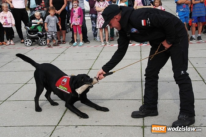 Zdjęcie w galerii na portalu naszwodzislaw.com: Zwierzęta przez kilka godzin rządziły na wodzisławskim rynku wiadomości z regionu