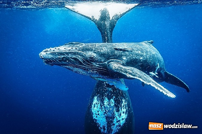 Zdjęcie w galerii na portalu naszwodzislaw.com: Obrazy, które uczyniły ze świata obiekt sam w sobie wiadomości z regionu