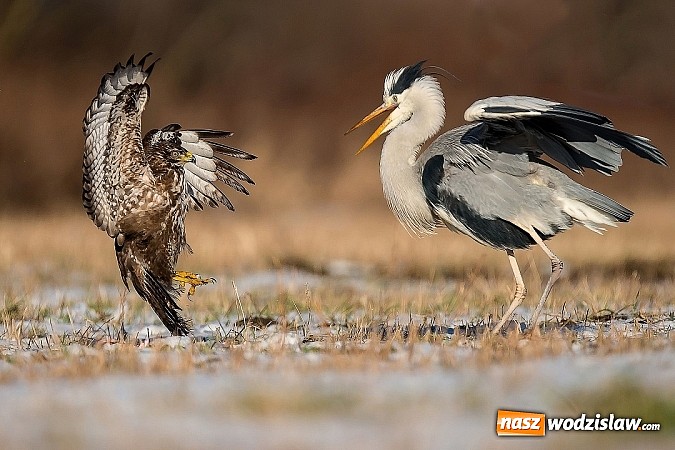 Zdjęcie w galerii na portalu naszwodzislaw.com: Obrazy, które uczyniły ze świata obiekt sam w sobie wiadomości z regionu