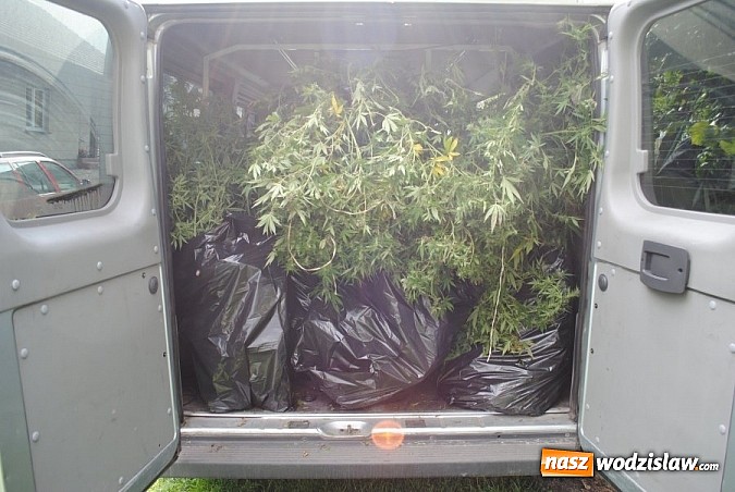 Zdjęcie w galerii na portalu naszwodzislaw.com: 40-letni mieszkaniec powiatu wodzisławskiego został zatrzymany za uprawę konopi! wiadomości z regionu